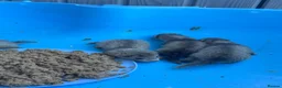 Ferret rodents for sale: Black and silver ferret kits - Advert 3