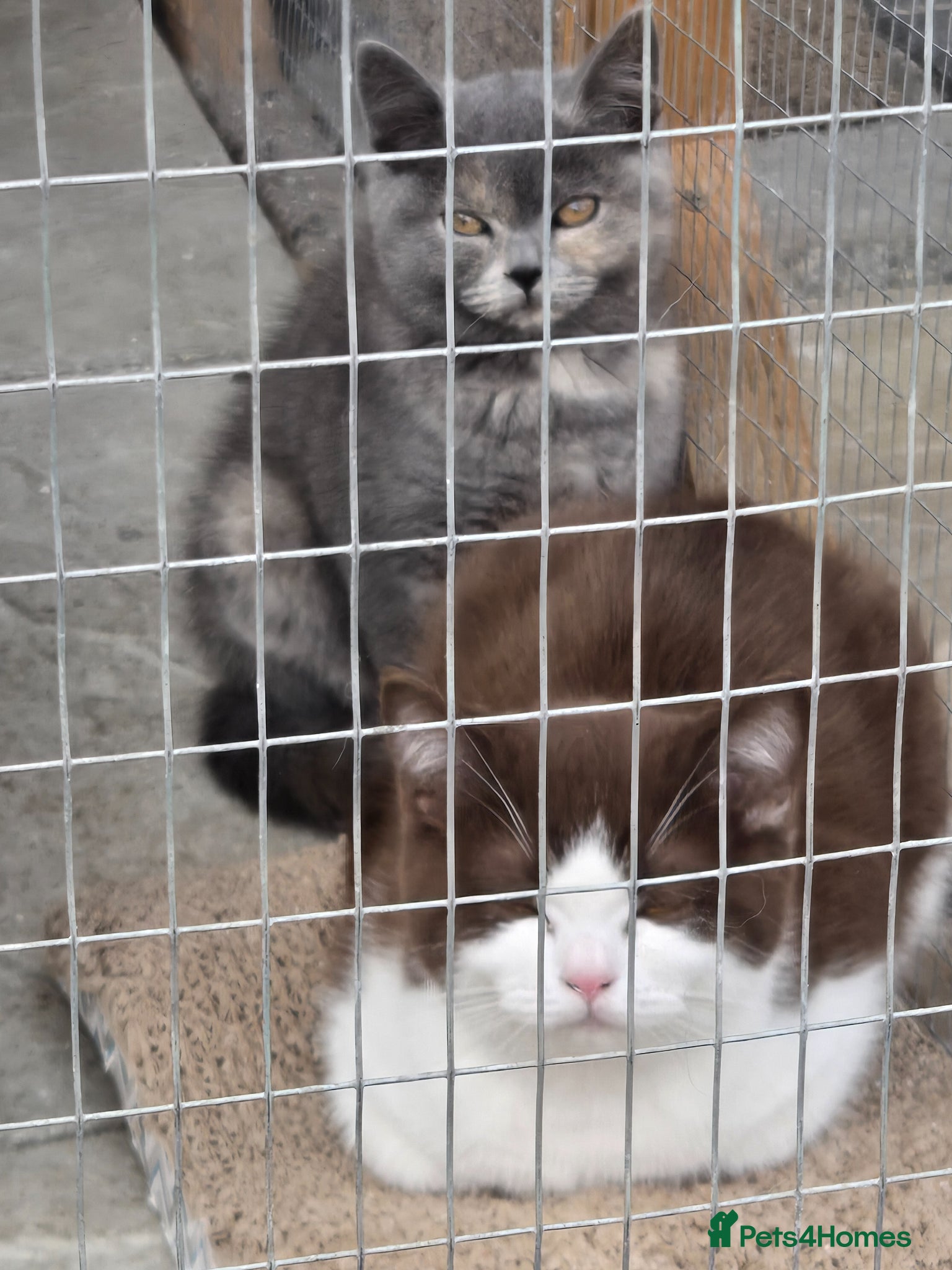 British Shorthair cats for sale: ❤️REDUCED TICA REG❤️ - Advert 19