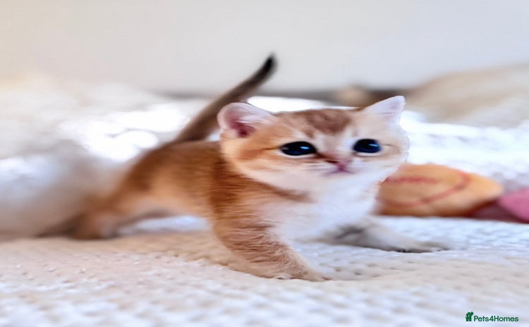 Scottish Fold cats - Advert 10