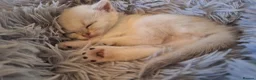 British Shorthair cats for sale: Adorable playful kittens ready to be loved 💕  in Newbury - Advert 6