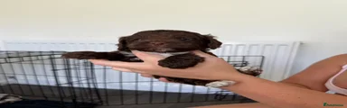 Cockapoo Puppy 5