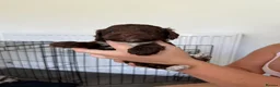 Cockapoo dogs for sale: Beautiful yankiepoo puppies - Advert 8