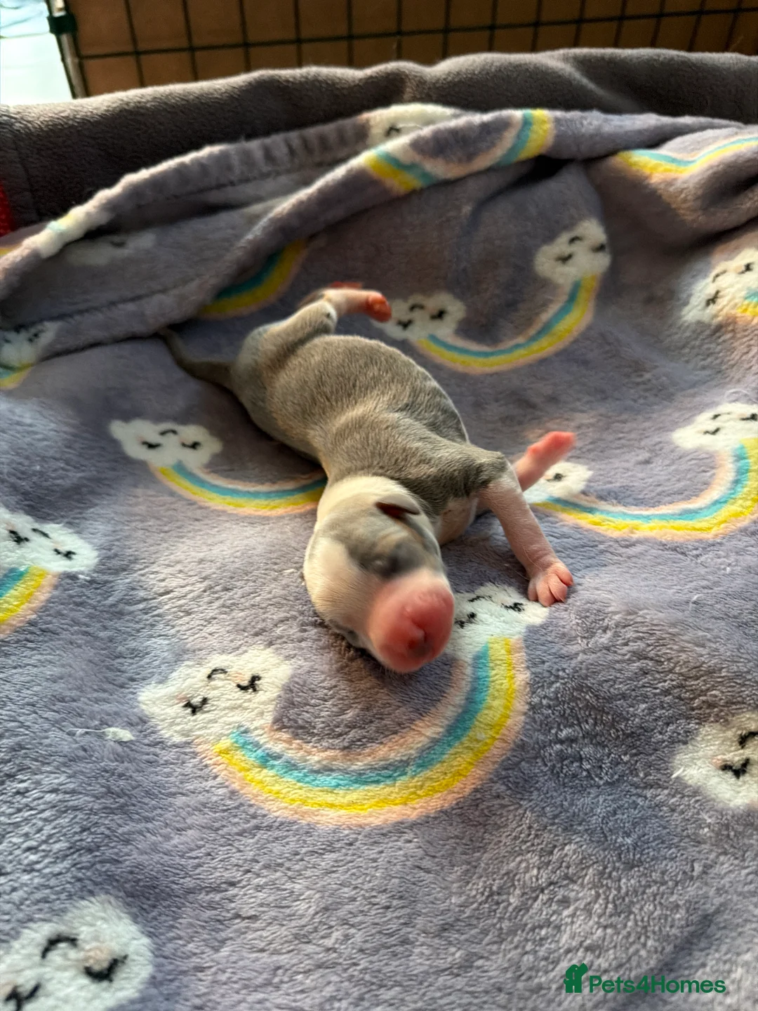 Whippet dogs for sale: Stunning Kennel Club Registered Whippet Puppies 🐾 - Advert 2