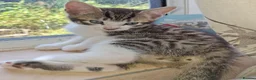 Mixed Breed cats for sale: Adorable kittens for sale **READY TO GO** - Advert 2