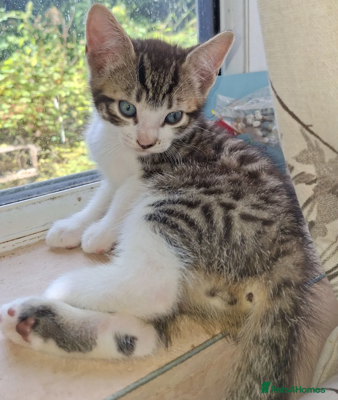 Mixed Breed cats for sale: Adorable kittens for sale **READY TO GO** - Advert 2