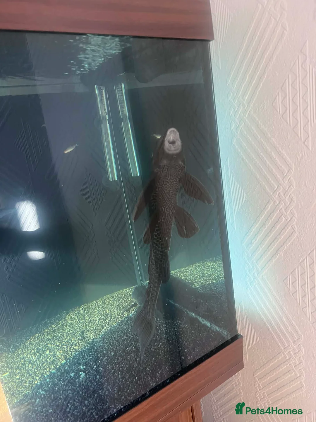 Plecos fish for sale: 2x Large common plecos  in Lincoln - Advert 2