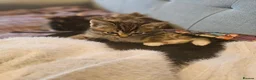 Mixed Breed cats for sale: Mix ragdoll boy kittens available  - Advert 7