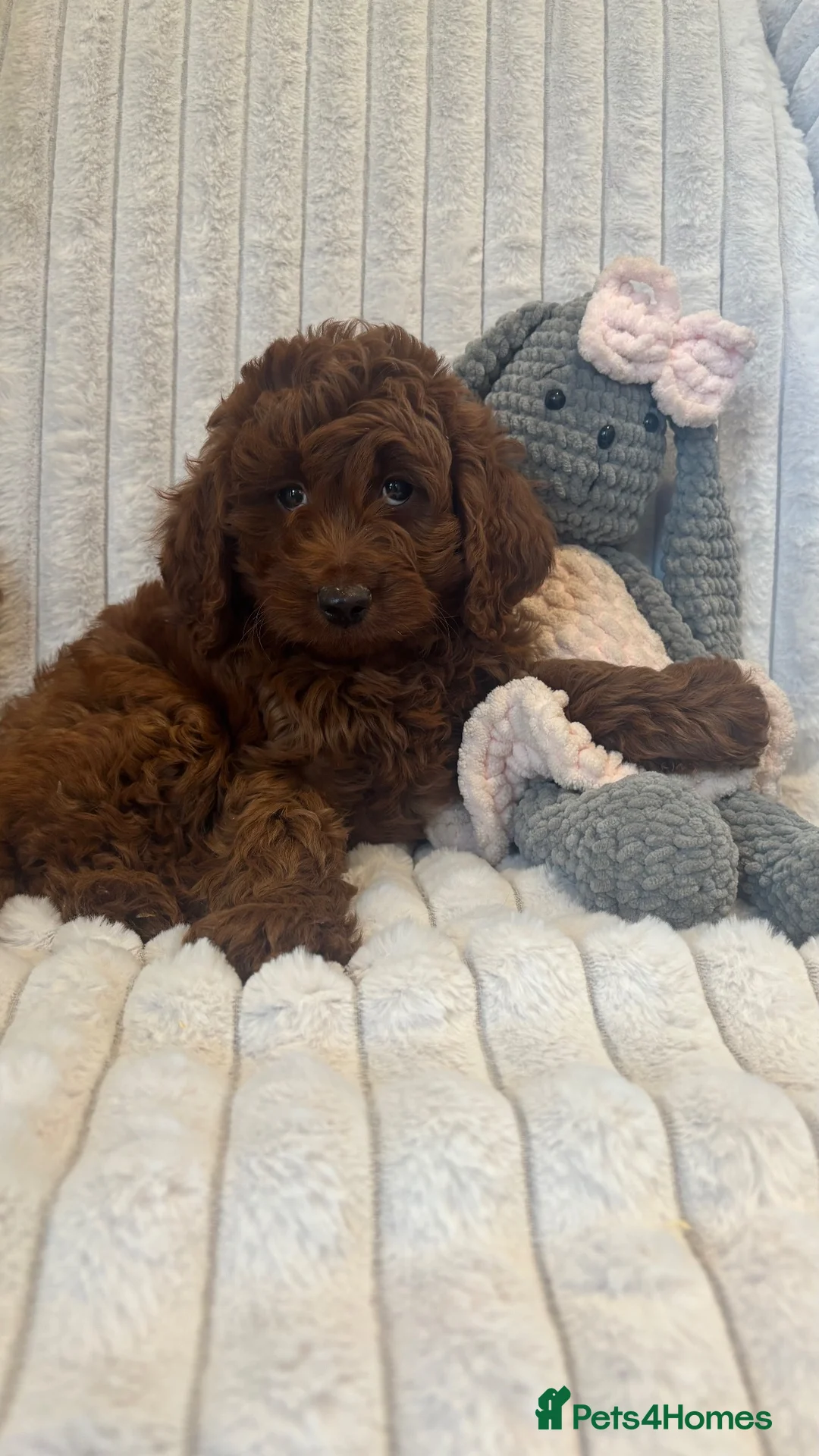 Cavapoo dogs for sale: Stunning health checked Cavapoo puppies  - Advert 1