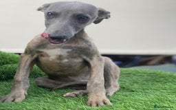 Whippet dogs for sale: Kc whippet pups  - Image 20