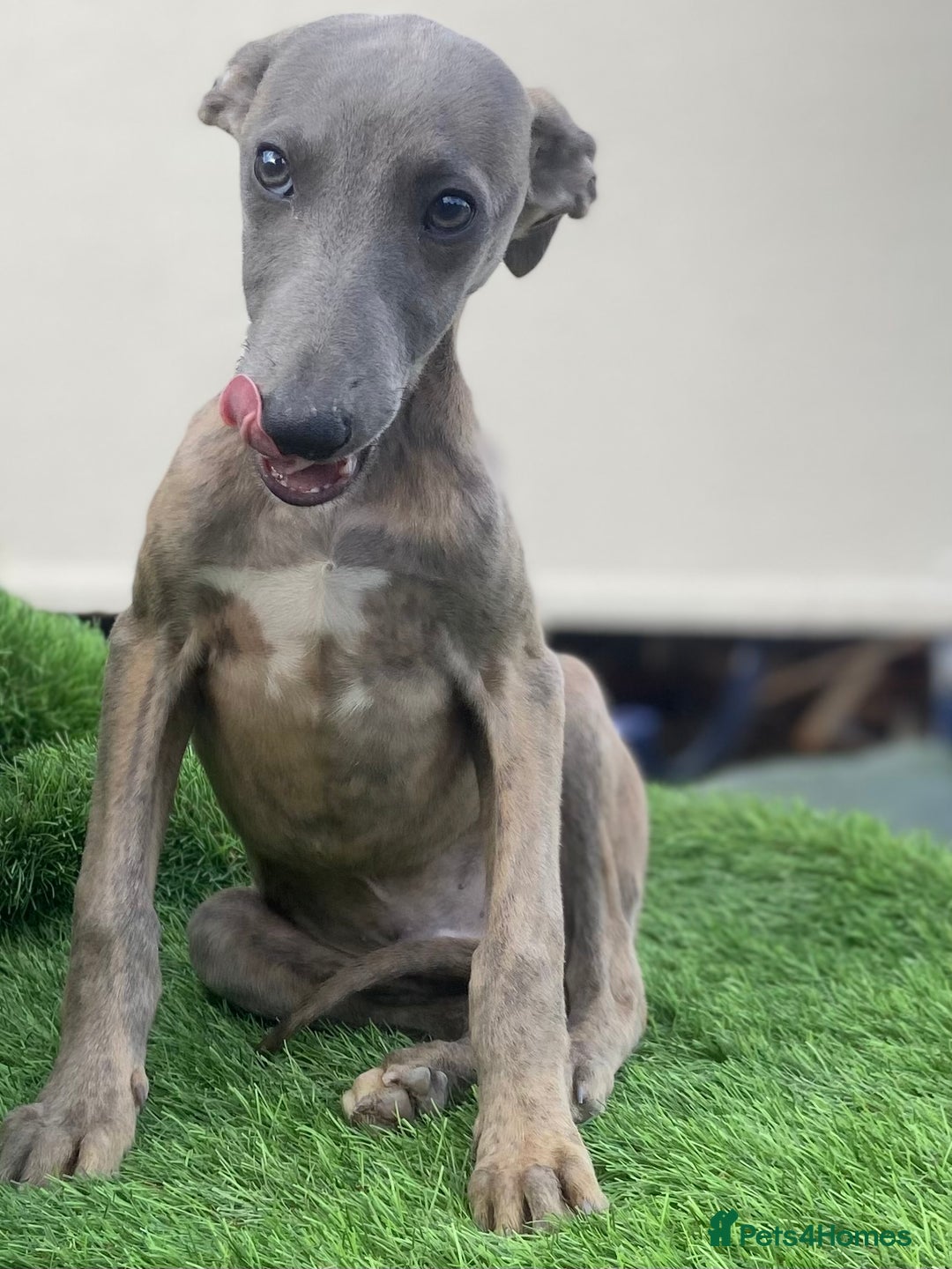 Whippet dogs for sale: Kc whippet pups  - Image 20