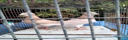 Pigeons birds for sale: Pigeones for sale in hackney London  - Advert 3