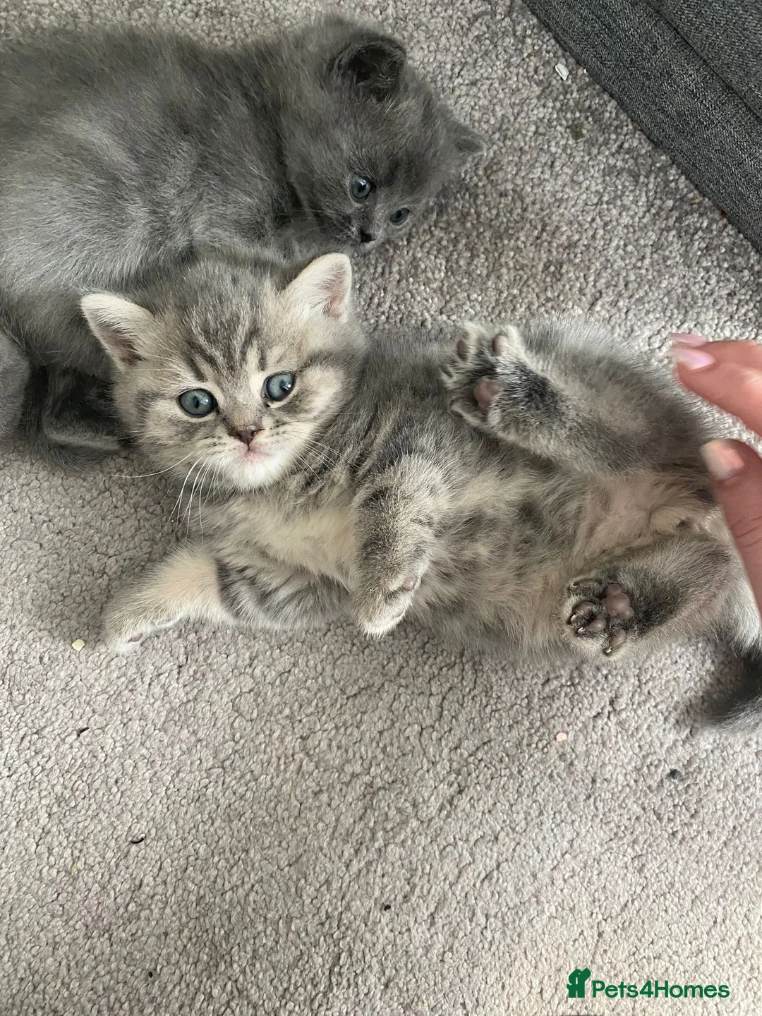 British Shorthair cats for stud: GCCF Registered Full pedigree Ready To Stud in London - Advert 16