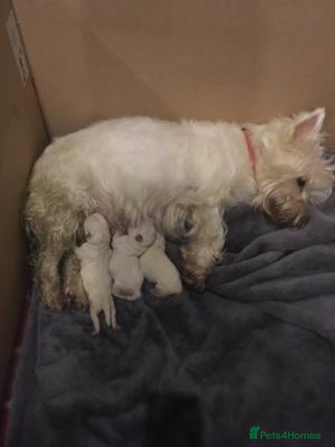 West Highland Terrier dogs for sale: TOP QUALITY WESTIE PUPPIES - Image 10