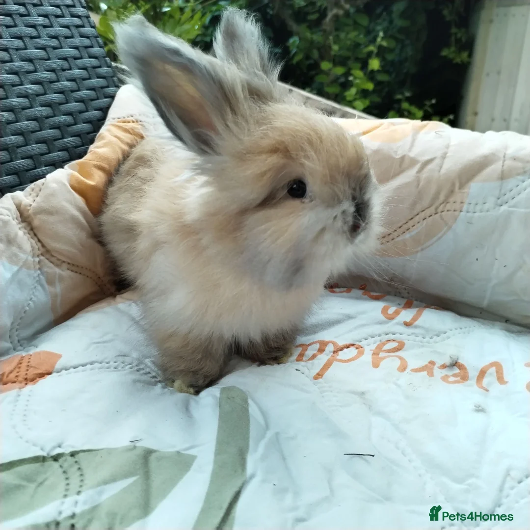 Angora rabbits for sale: English Angora Full Faced - Advert 2