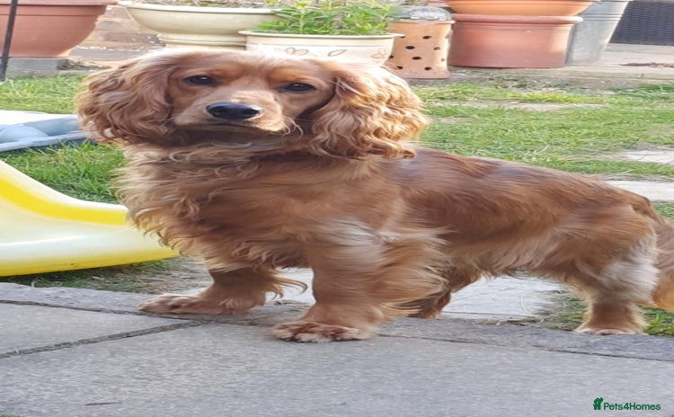 Cocker Spaniel dogs - Advert 2