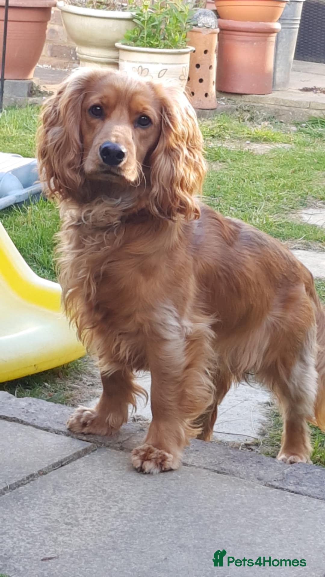 Cocker Spaniel dogs for sale: Wiski - Image 1