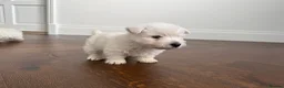 West Highland Terrier dogs for sale: Champion Bloodline, KC reg Puppies in Newark - Advert 10