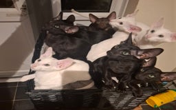 Oriental cats for sale: Absolutly loving beautiful oriental kittens - Image 1