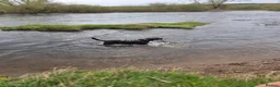 Labrador Retriever dogs for stud: STUD LABRADOR  in Motherwell - Advert 5