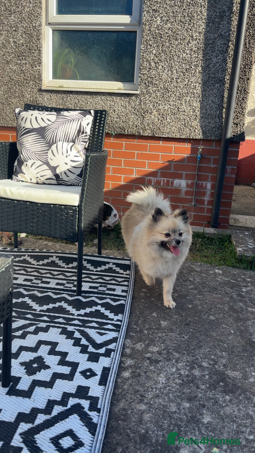 Pomeranian dogs for sale: Kc registered 3 year old Female Pomeranian. - Advert 5
