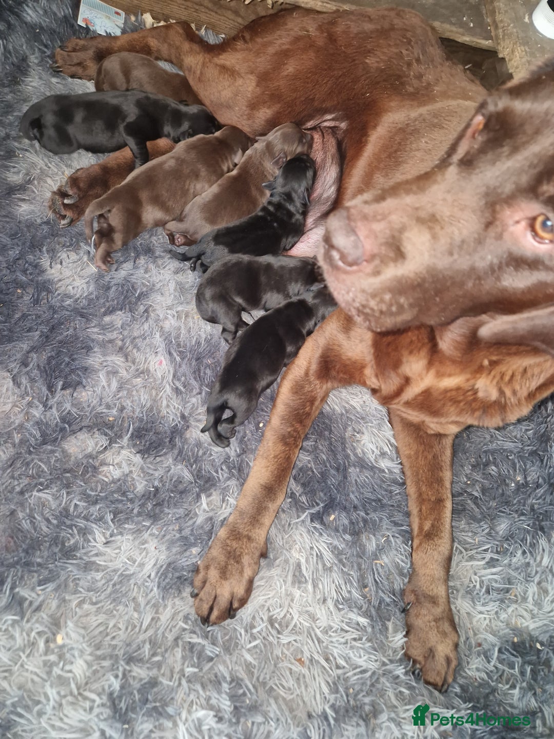 Labrador Retriever dogs for sale: Beautiful chocolate & black labrador puppies  - Image 4