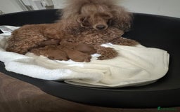 Miniature Poodle dogs for stud: Stunning proven KC health tested Red Stud in Reading - Image 25