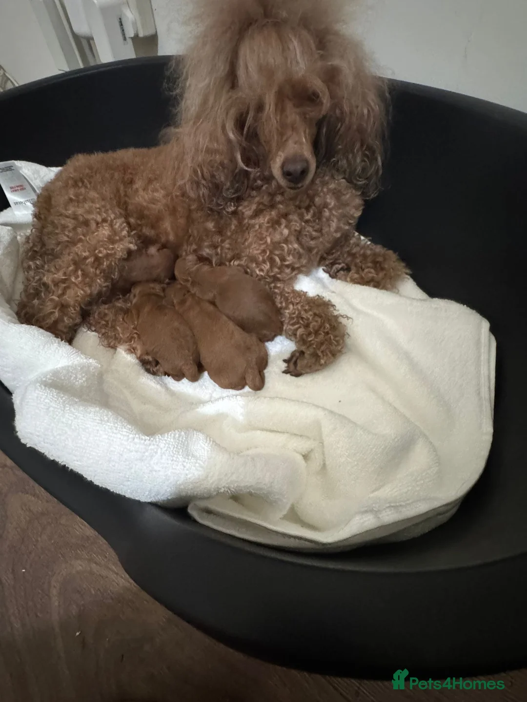 Miniature Poodle dogs for stud: Stunning proven KC health tested Red Stud in Reading - Advert 26