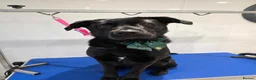 Sheprador dogs for sale: Oreo  - Advert 6