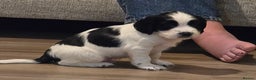 Sprocker dogs for sale: 2 x black and white Sprocker puppies - Advert 5