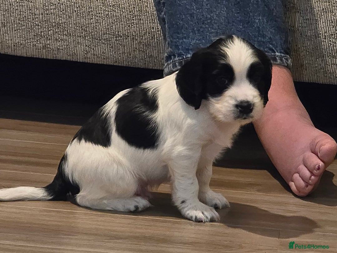 Sprocker dogs for sale: 2 x black and white Sprocker puppies - Advert 5