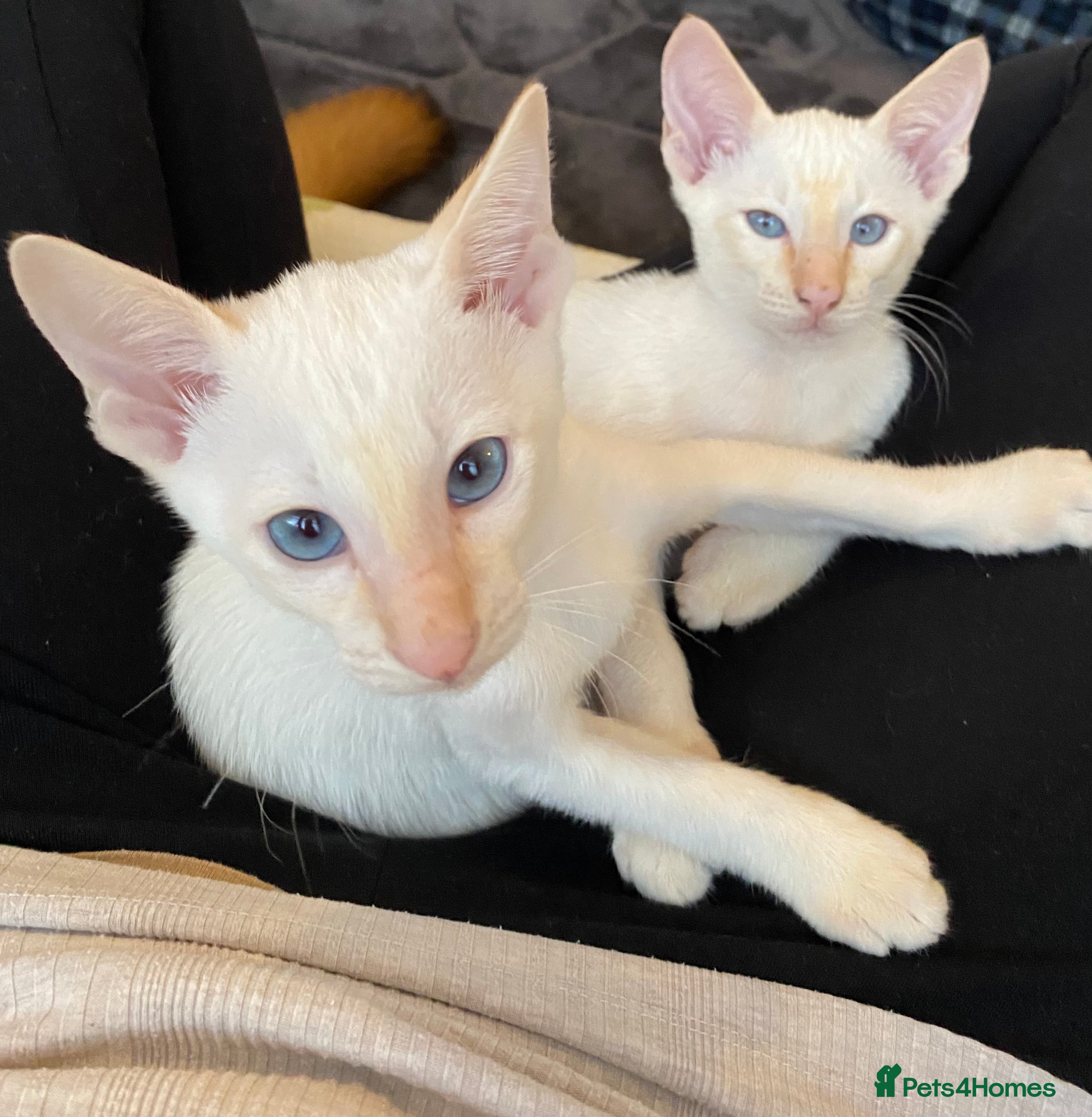 Siamese cats  Flame point Siamese kittens  - Advert 4