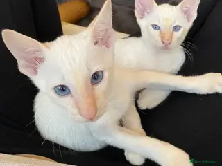 Siamese cats Flame point Siamese kittens - Advert 6