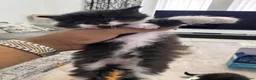 Mixed Breed cats for sale: Extreme fluffy chubby kittens  in London - Advert 16