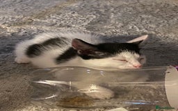 Ragcoon cats for sale: Cute male kitten last in litter  - Image 1