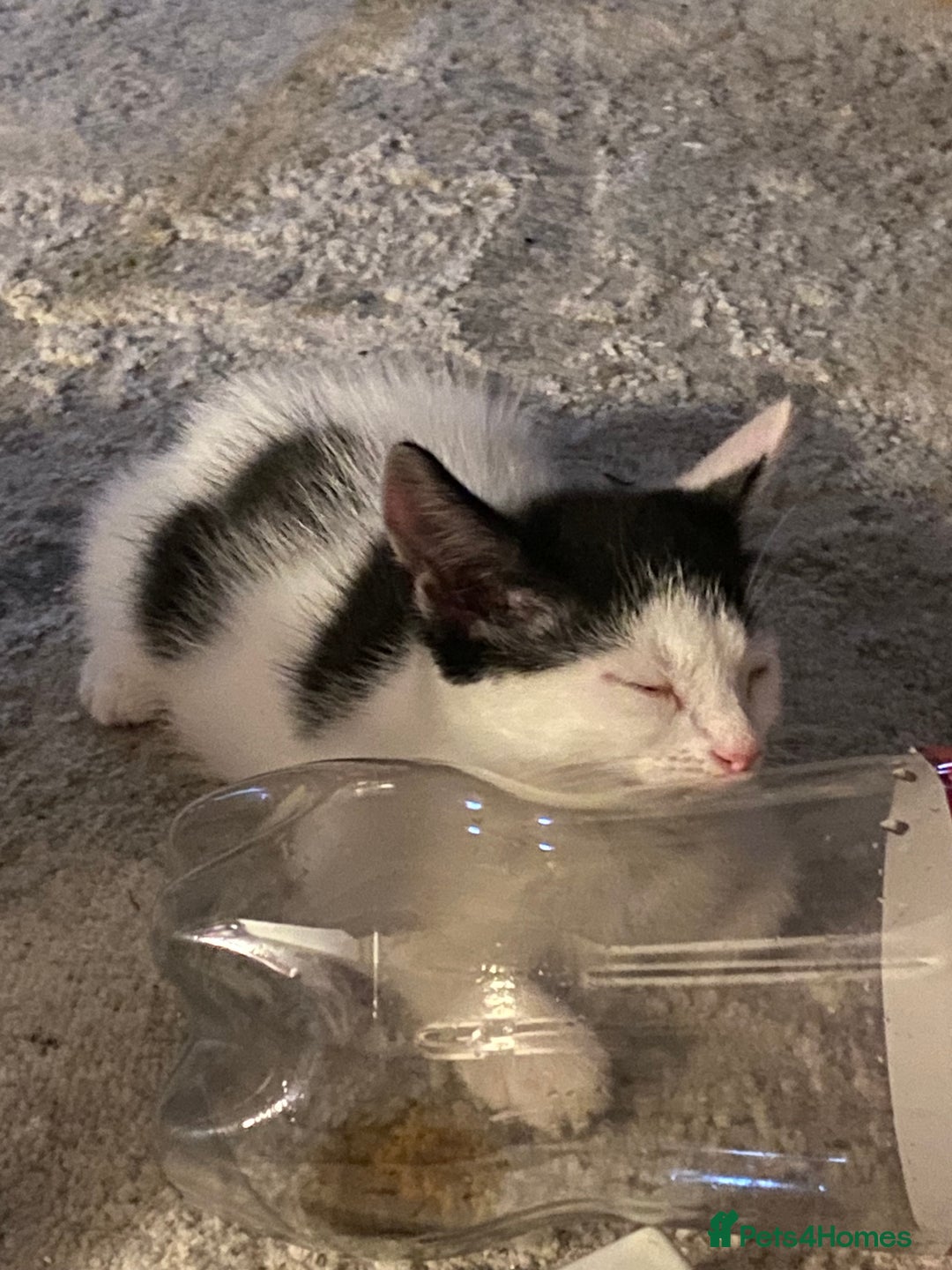 Ragcoon cats for sale: Cute male kitten last in litter  - Image 1