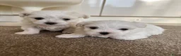 Maltese dogs for sale: Pedigree Maltese puppies in Derby - Advert 6