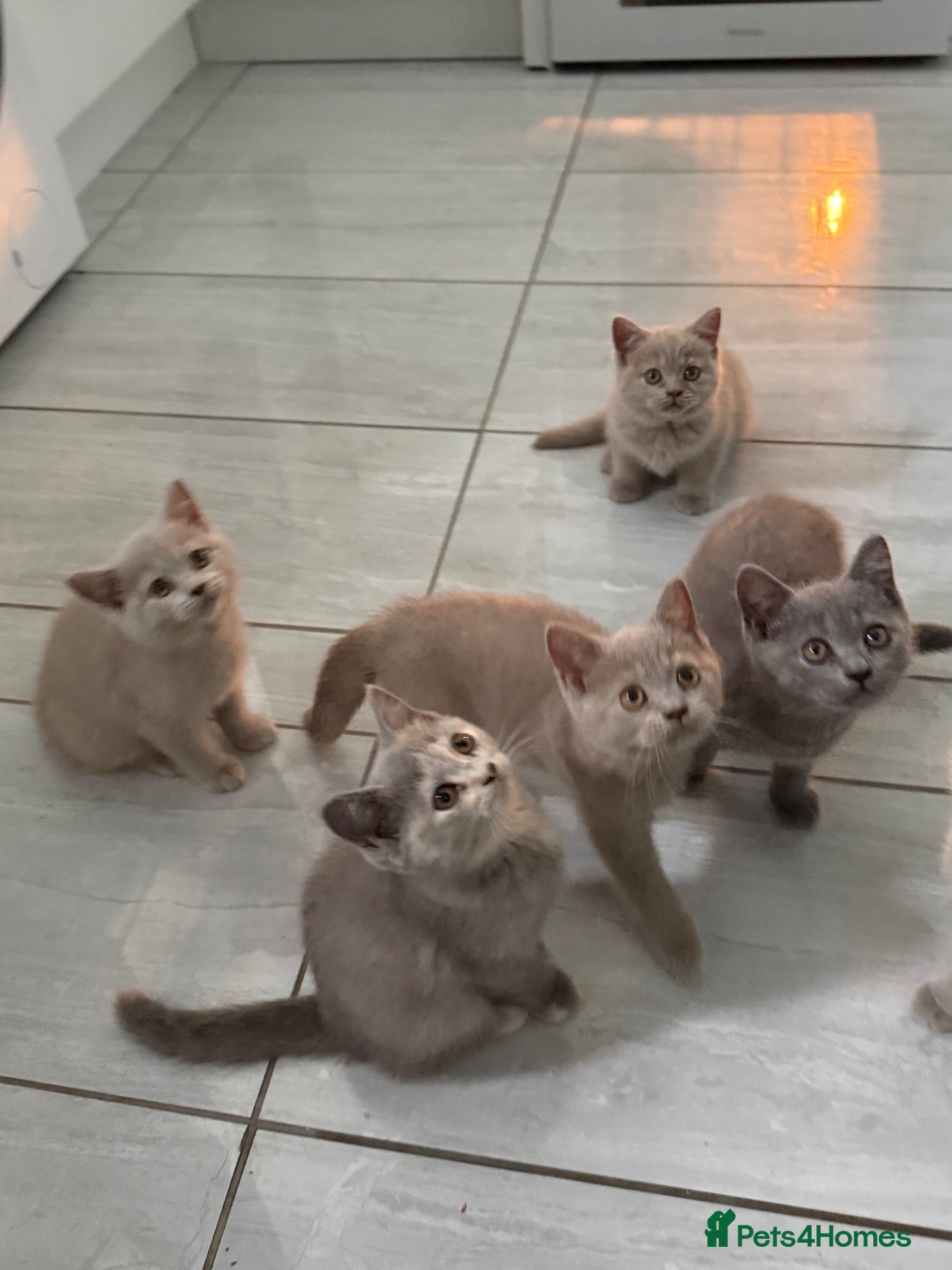 British Shorthair cats 🦁😻🦁 Beautiful British Shorthair and Longhair  - Advert 1