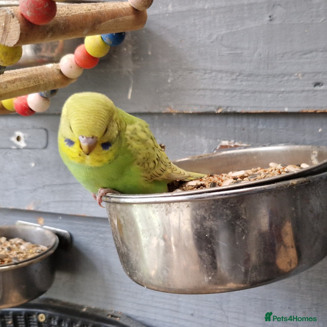 Budgerigars birds for sale: 3 baby budgies avaliable for reserve ready mid jan - Advert 8