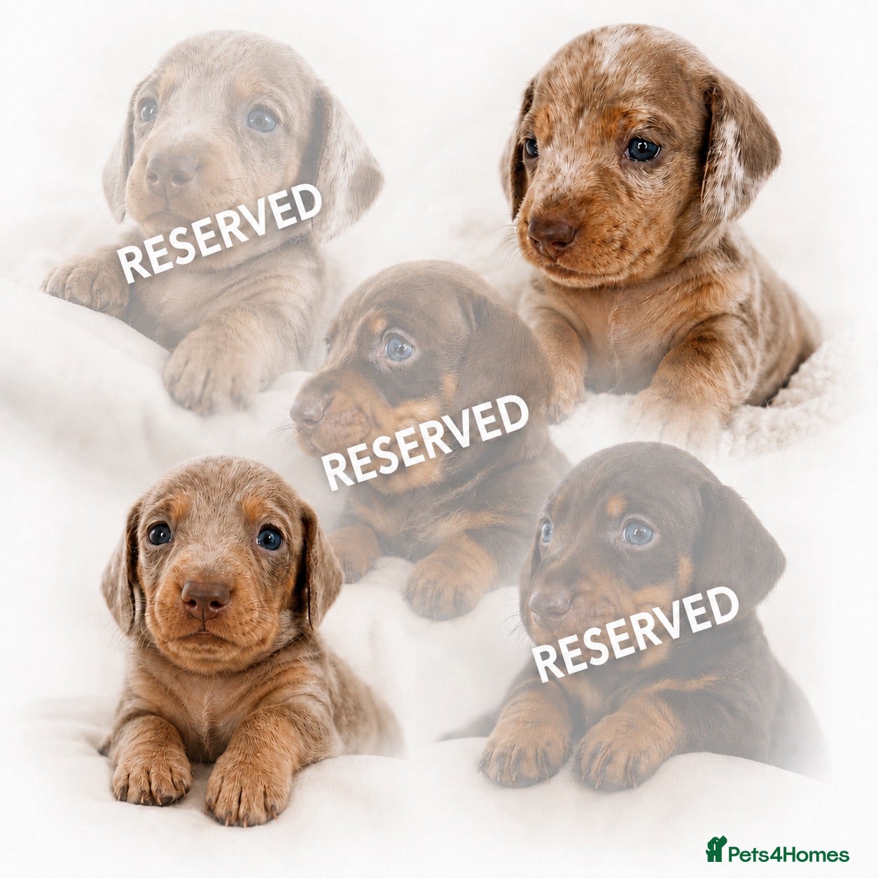 Miniature Dachshund dogs 🐾 Beautiful KC mini dachshund pups ready 25/07  - Advert 1