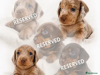 Miniature Dachshund dogs 🐾 Beautiful KC mini dachshund pups ready 25/07 - Advert 1