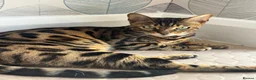 Bengal cats for sale: Beautiful Male Bengal Cat - Advert 1