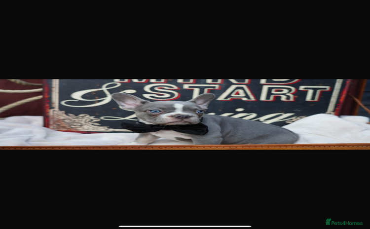 French Bulldog dogs - Advert 16