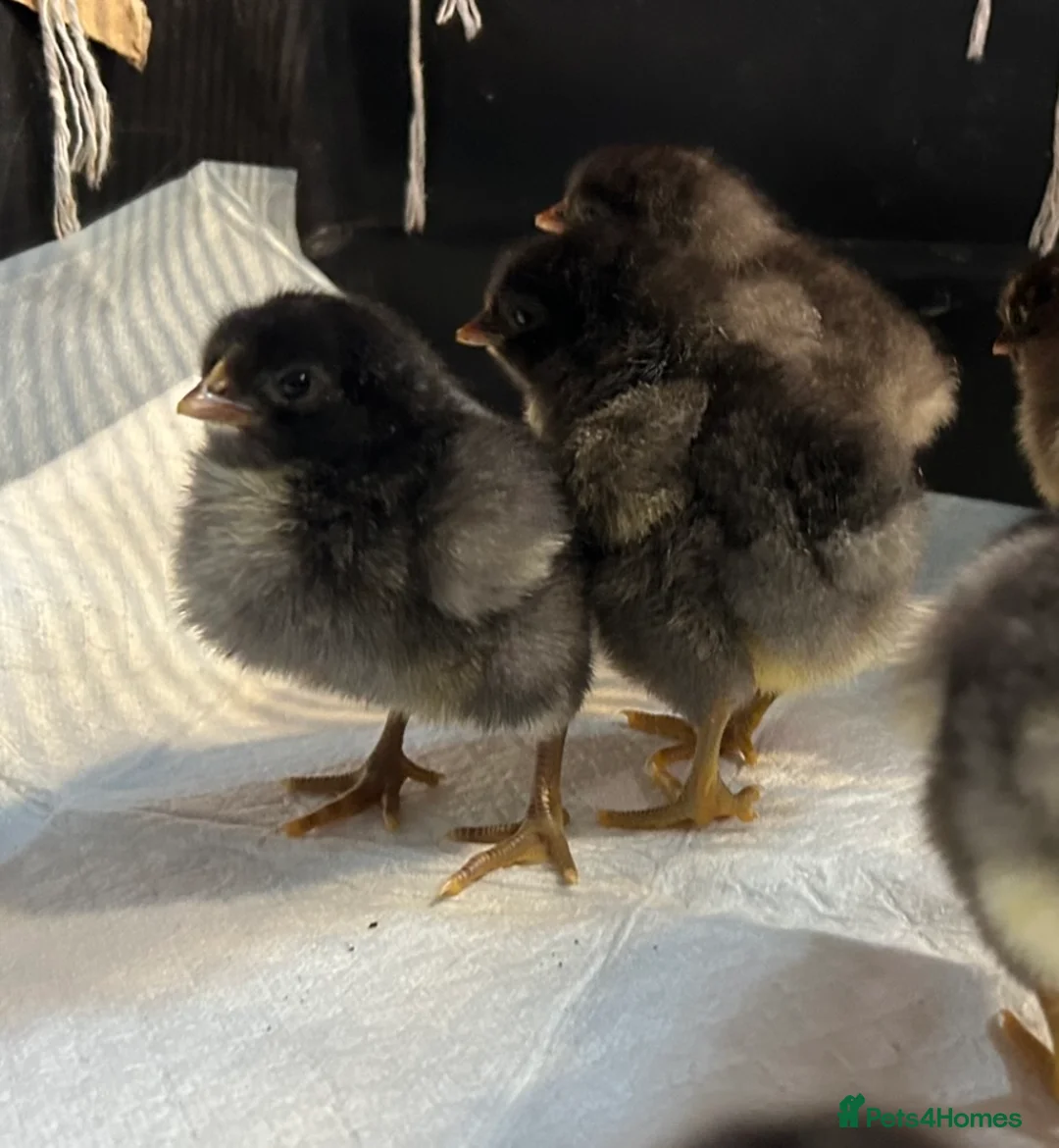 Chickens poultry for sale: ORPINGTON CHICKS FOR SALE - Advert 2