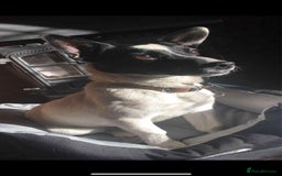 Jack Russell dogs for sale: Beautiful Jack Russell Puppies - Image 3