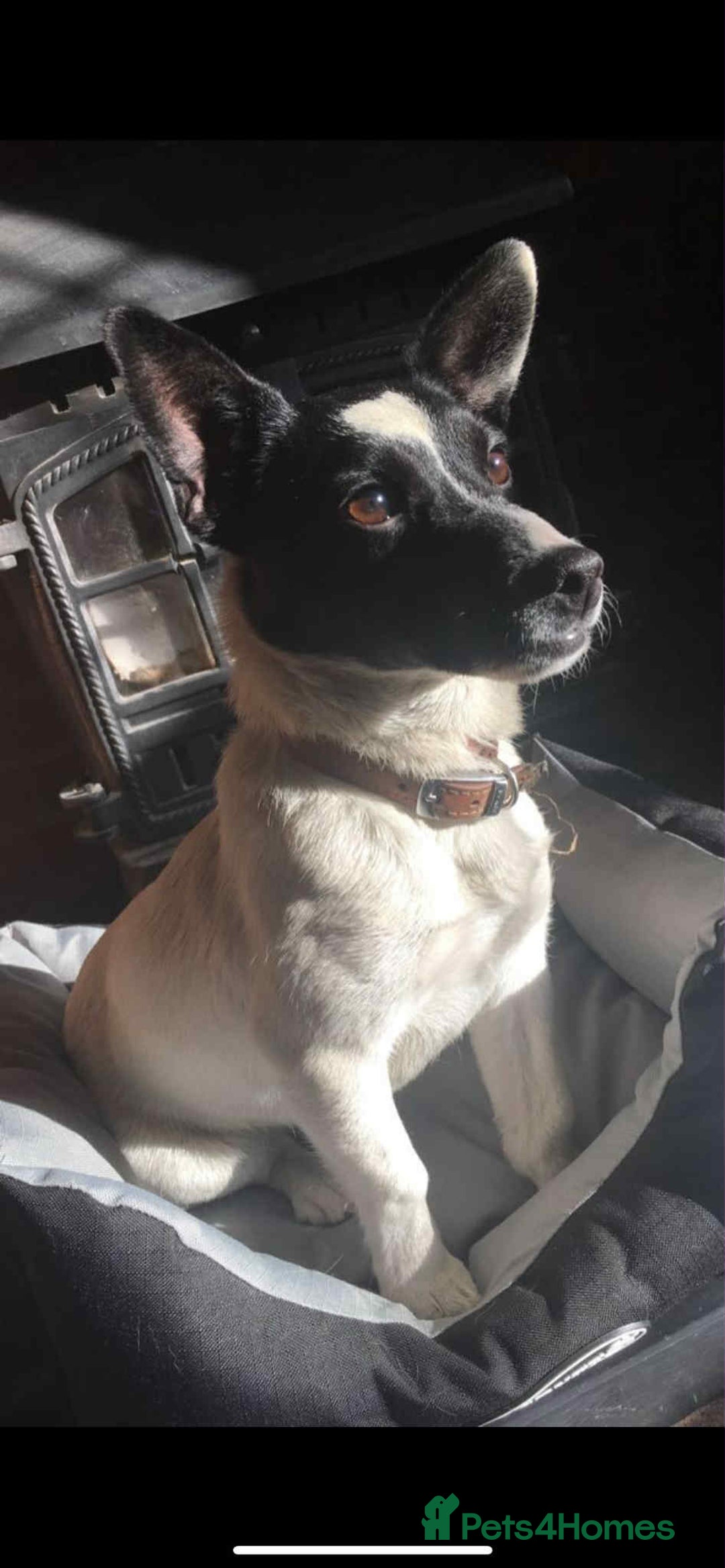 Jack Russell dogs for sale: Beautiful Jack Russell Puppies - Image 3