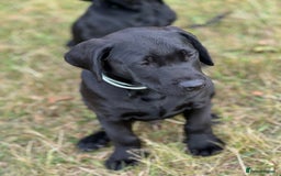 Labrador Retriever dogs for sale: 🐾Double Vaccinated🐾Black FTCH Forward Pups - Image 13