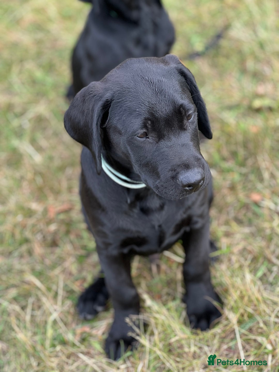 Labrador Retriever dogs for sale: 🐾Double Vaccinated🐾Black FTCH Forward Pups - Image 13