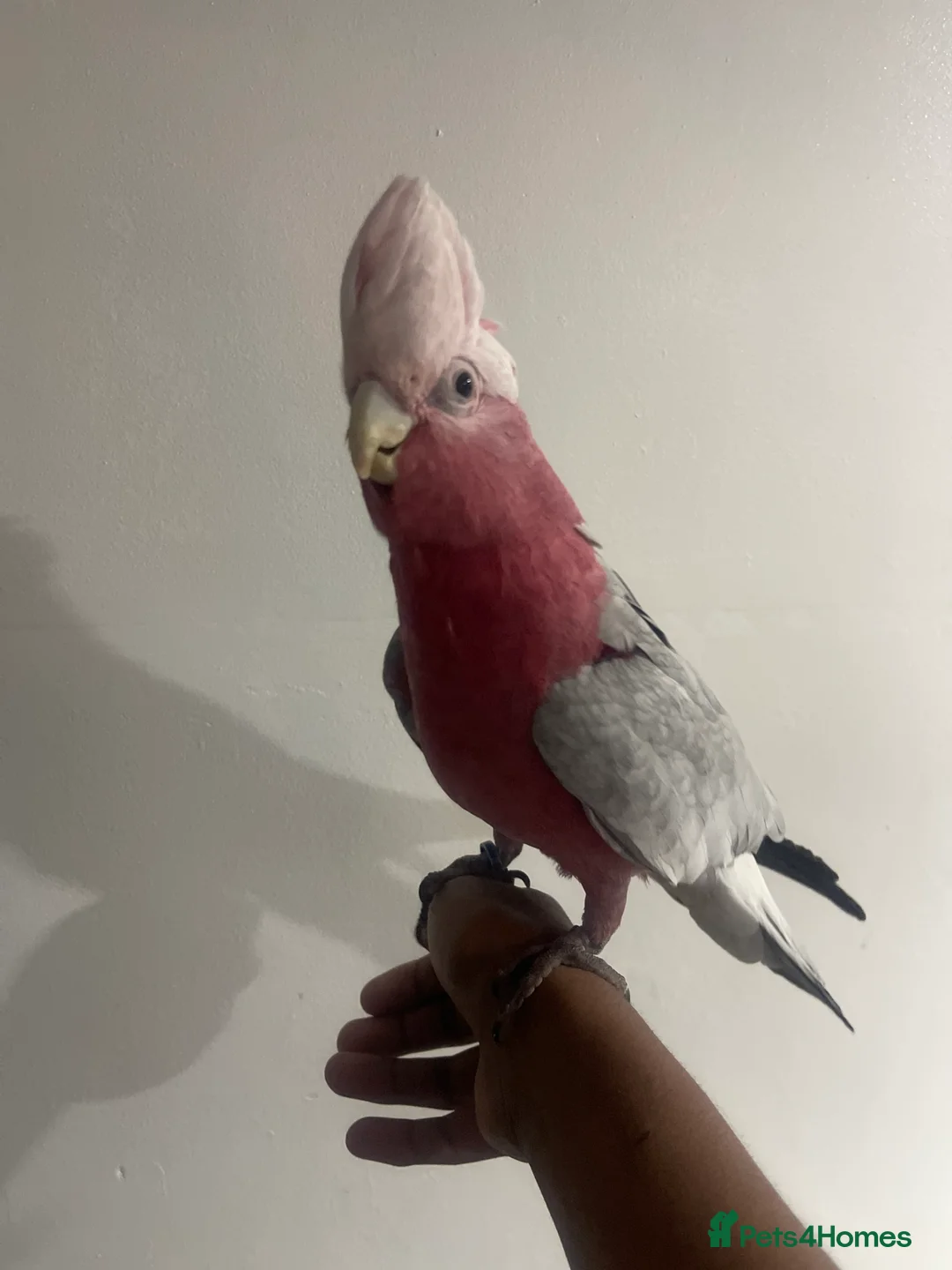 Cockatoo birds for sale: Galah cockatoo  - Advert 5