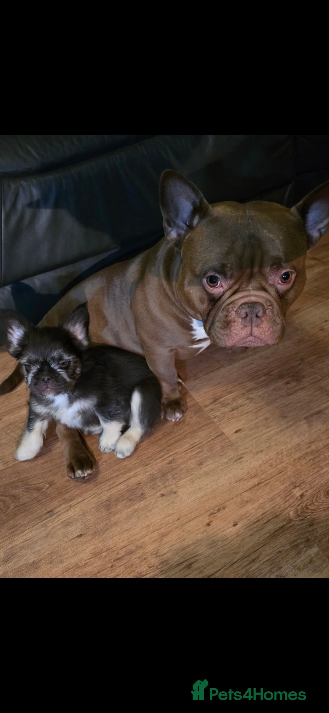 French Bulldog dogs for sale: LAST PUP Stunning French bulldog puppies - Advert 3