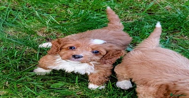 Cockapoo dogs - Advert 15